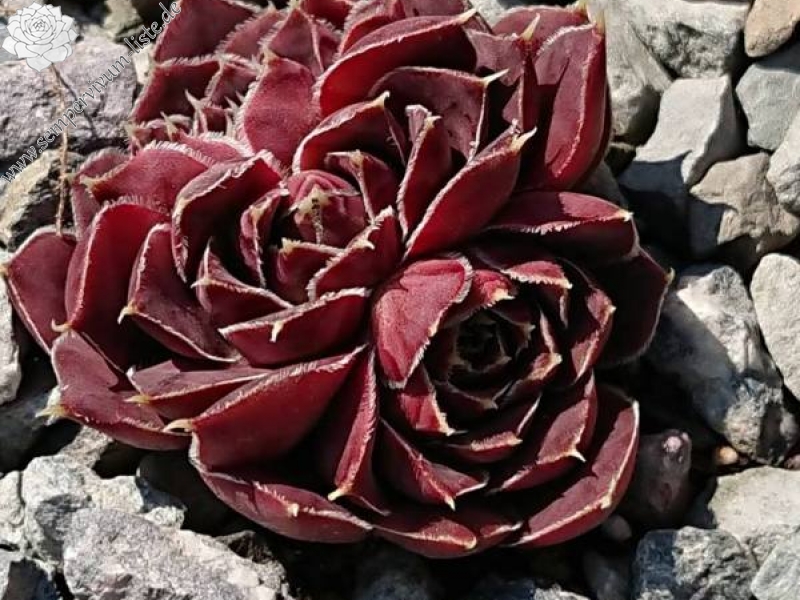 Crystal Palace / Jovi