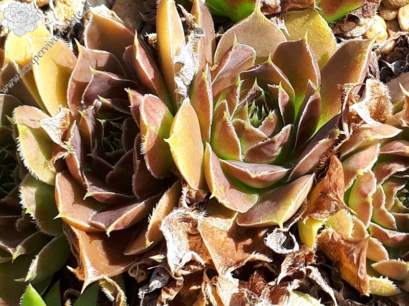 Crystal Palace / Jovi