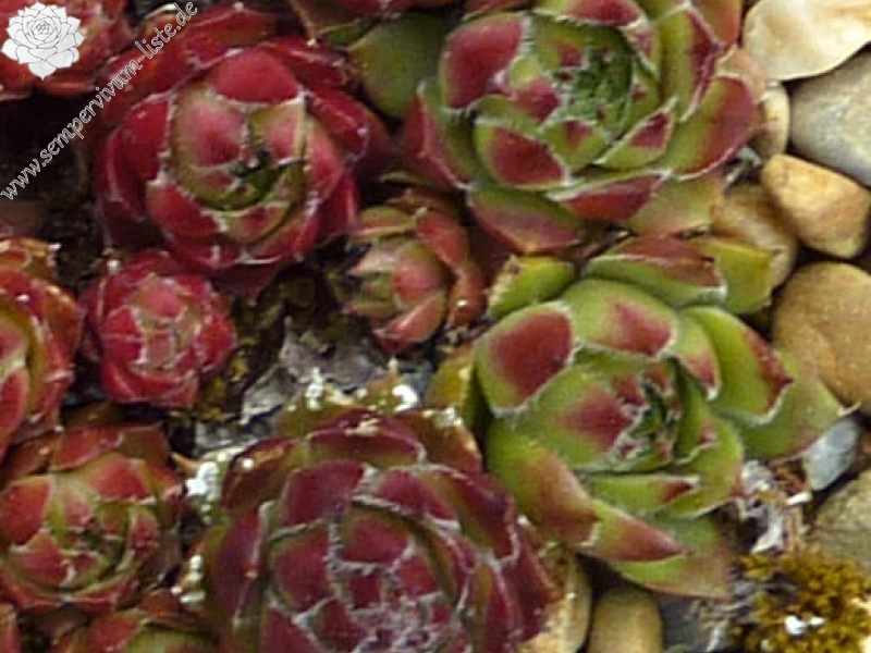 Crests Pink and Green