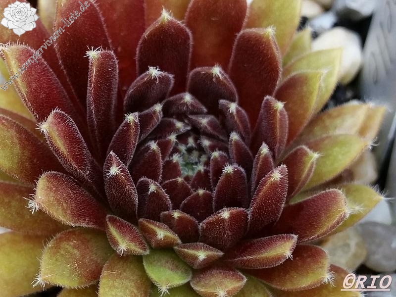 Crests Pink and Green