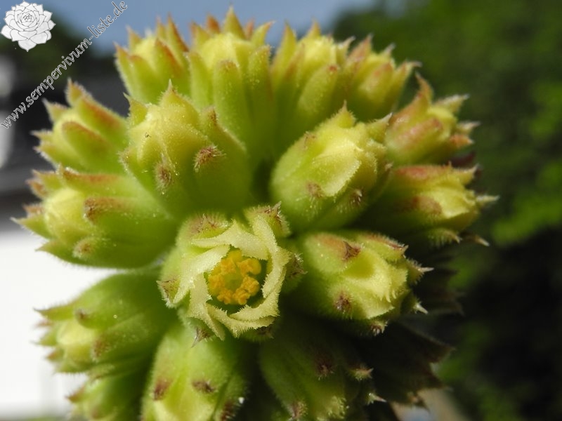 Marsupilami / Jovi