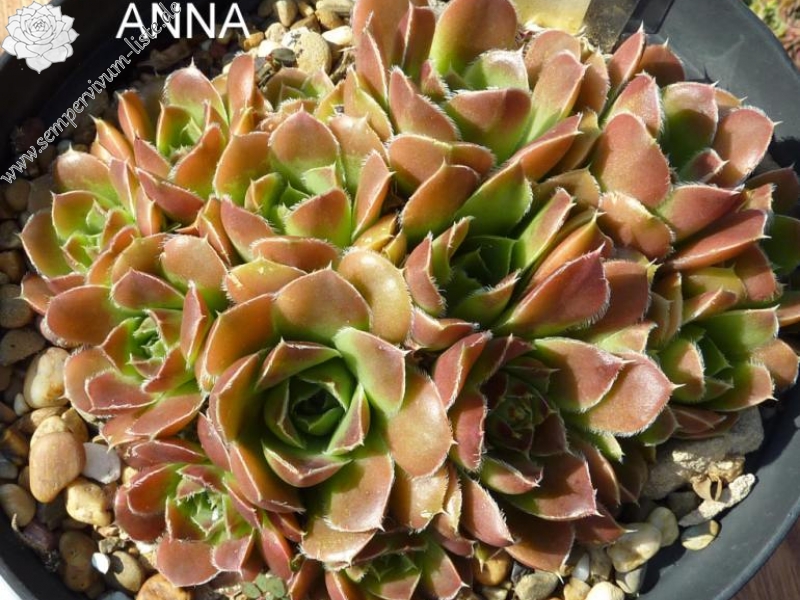 Darley Anna / Jovi