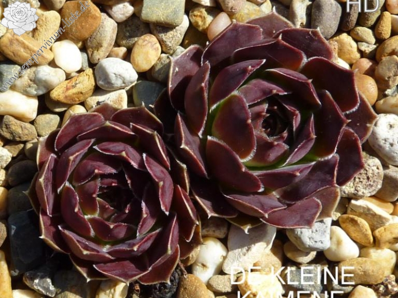 De Kleine Kaimene / Jovi