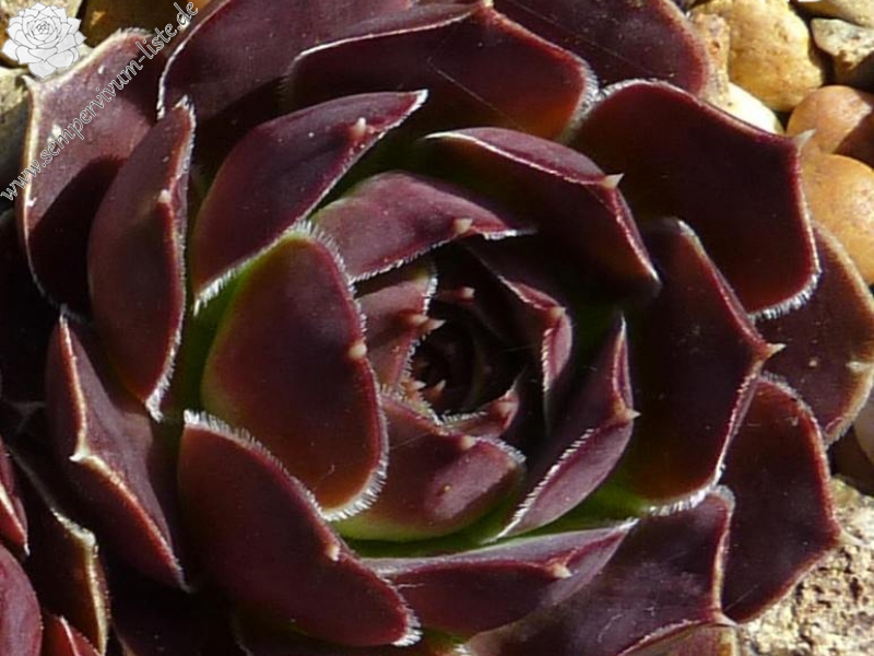 De Kleine Kaimene / Jovi