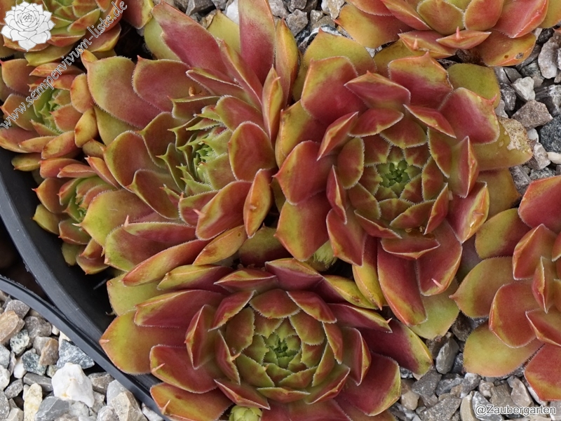 Deimos