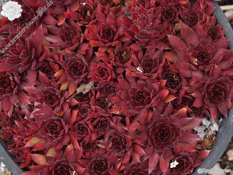 Diavolo