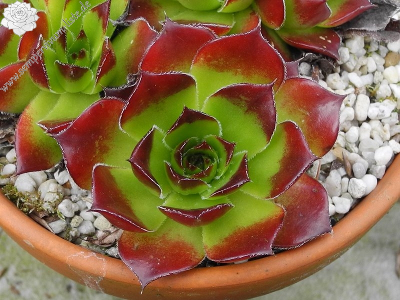 Diepvens Julia / Jovi