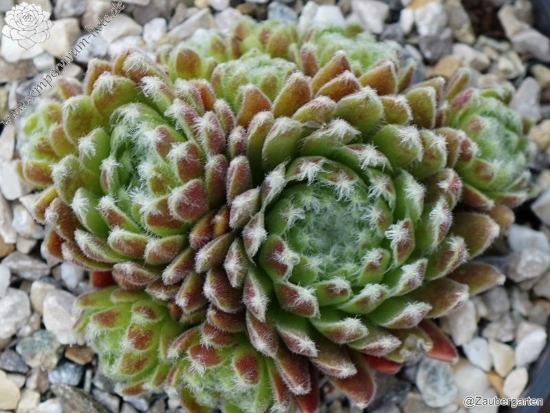Marie-Soleil
