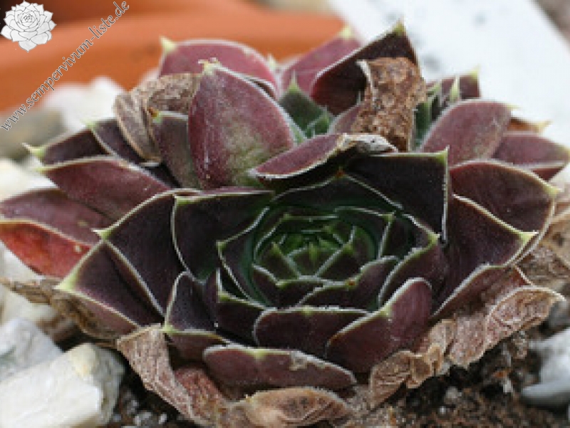 Earl von Linne / Jovi