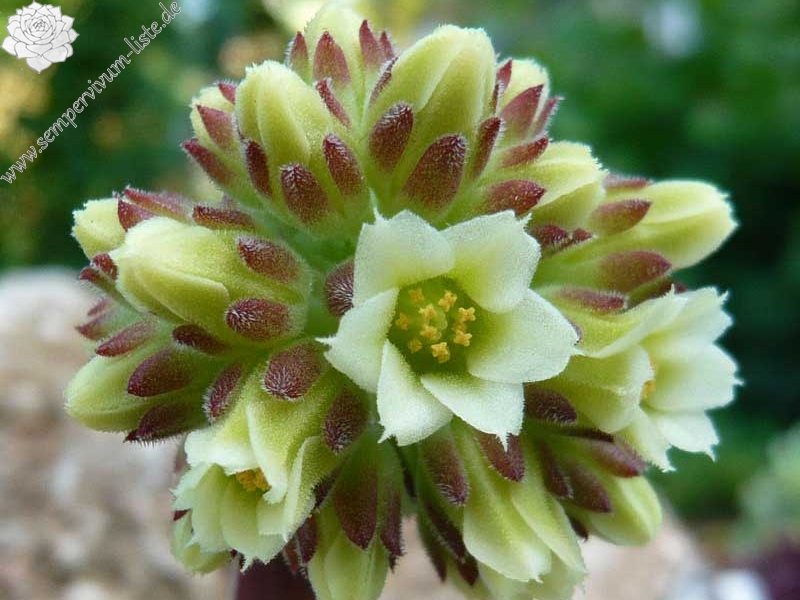 Earl von Linne / Jovi