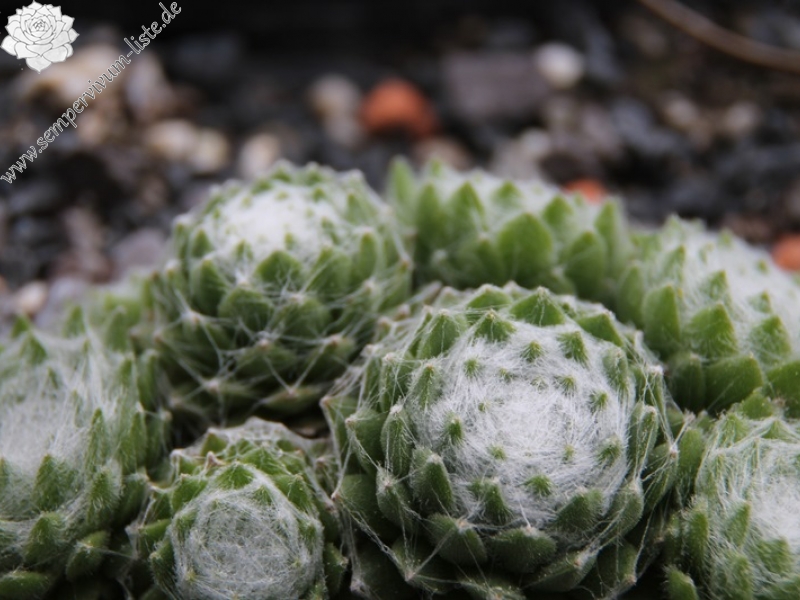Early Winter