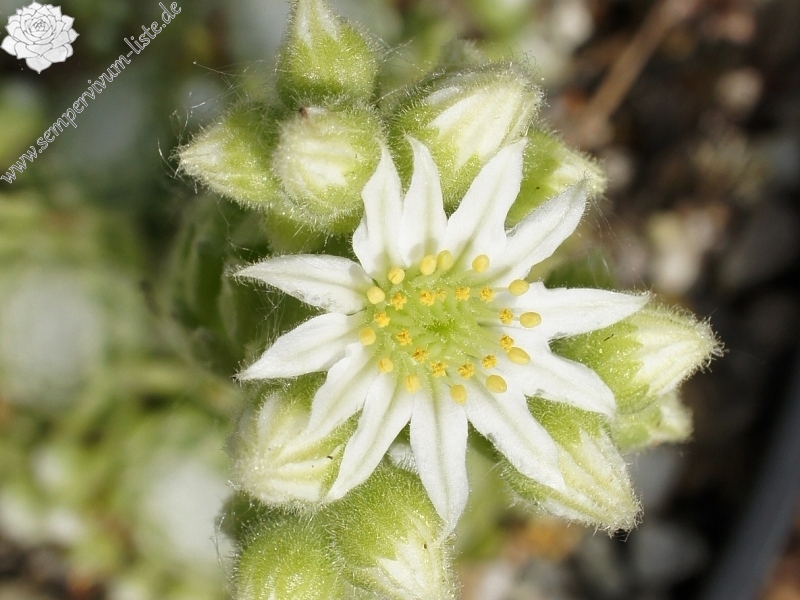 Early Winter