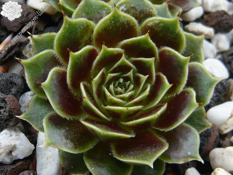 Egondina / Jovi