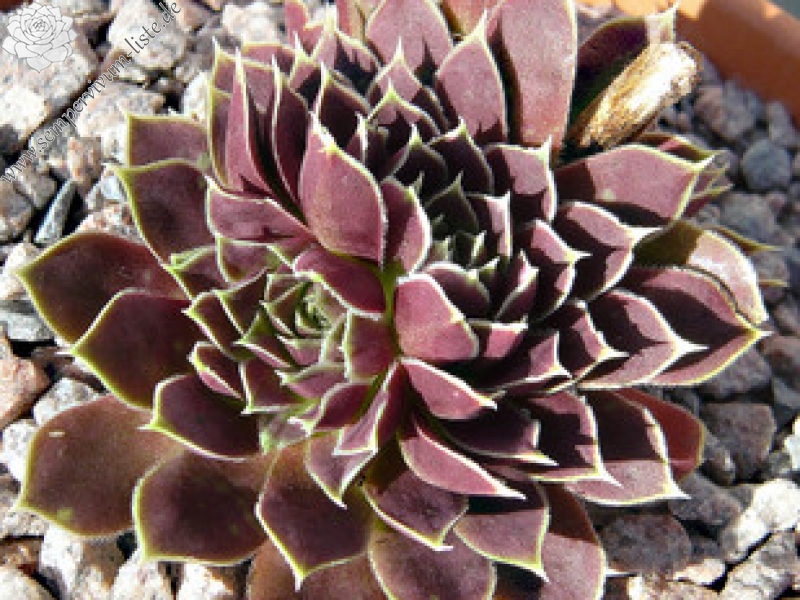 Egondina / Jovi