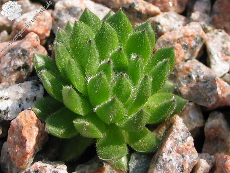 Elfenzauber