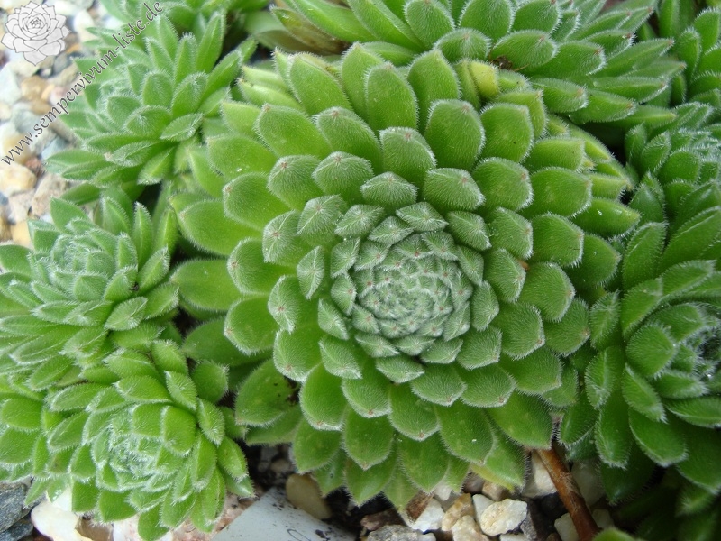 Elfenzauber