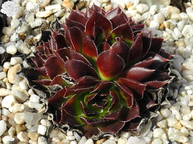 Ellegina / Jovi