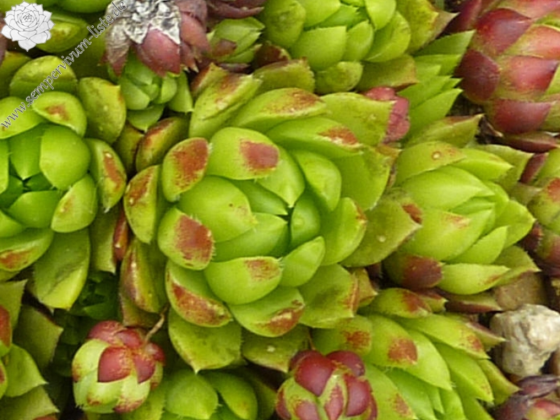 Emerald Green / Jovi