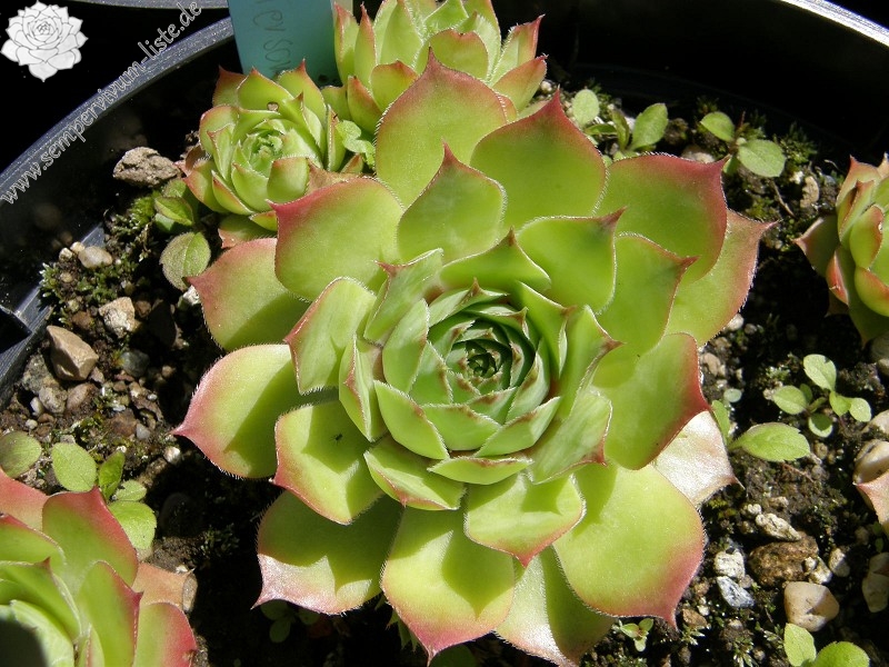 Emerson's Giant