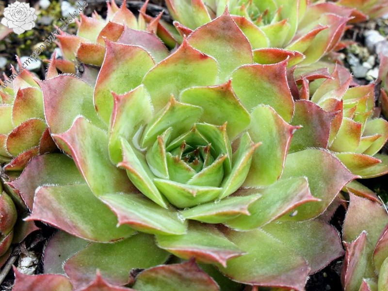 Emerson's Giant