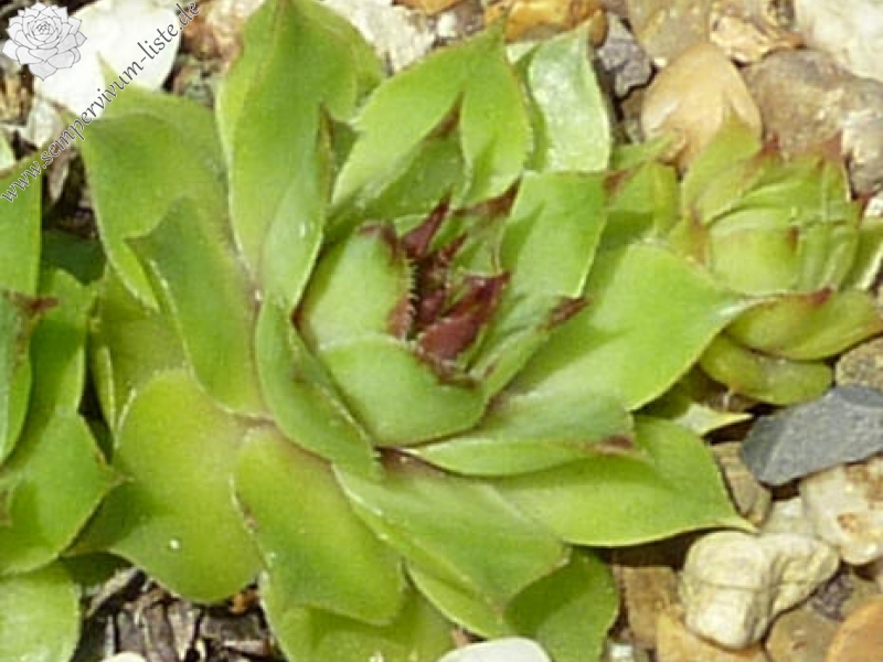 Emerson's Giant