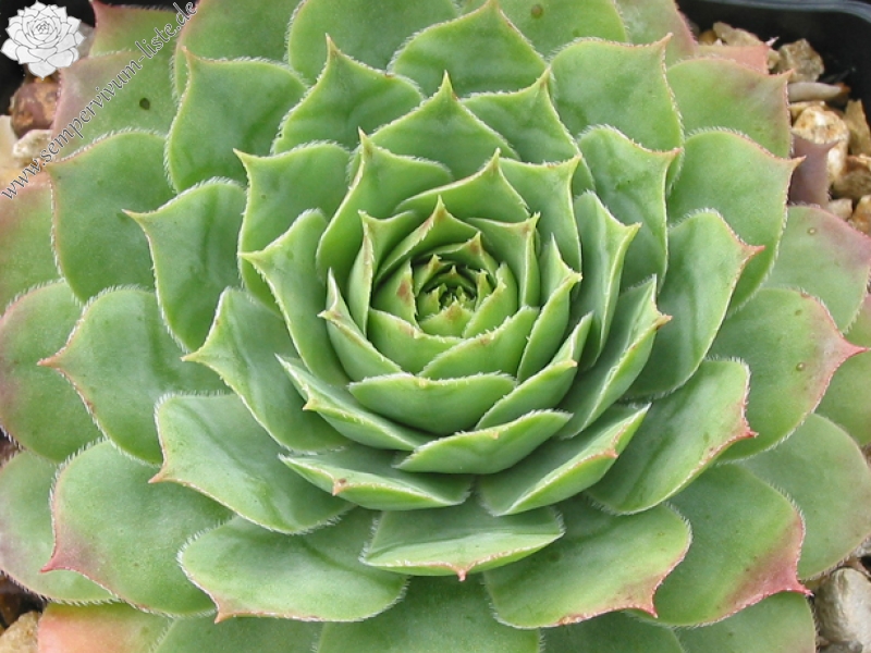 Emerson's Giant
