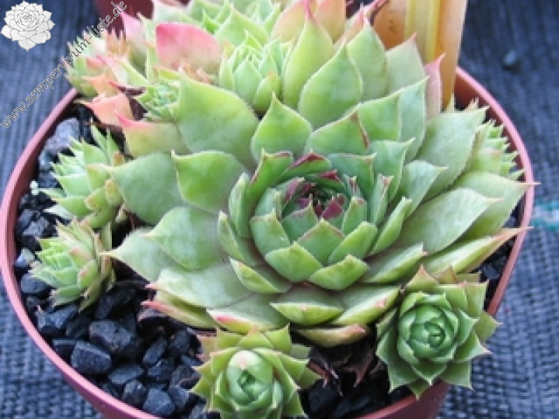 Emerson's Giant