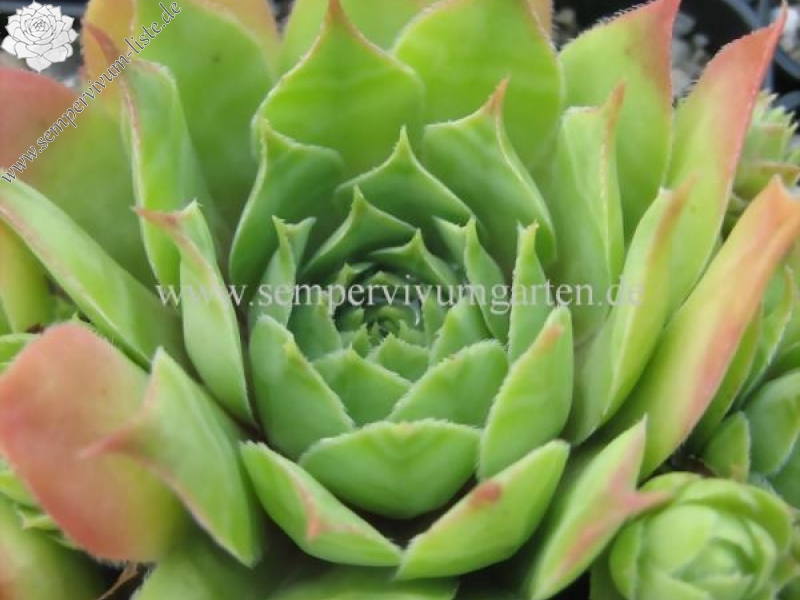 Emerson's Giant