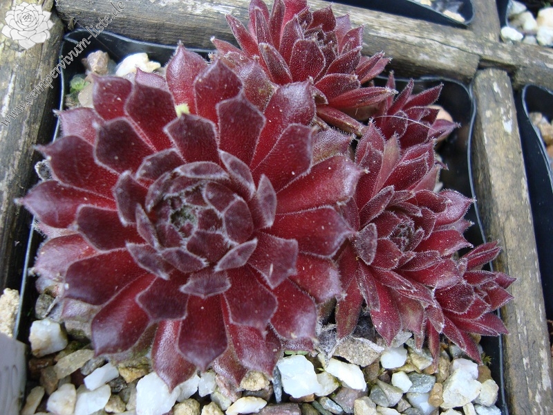 Ilonka