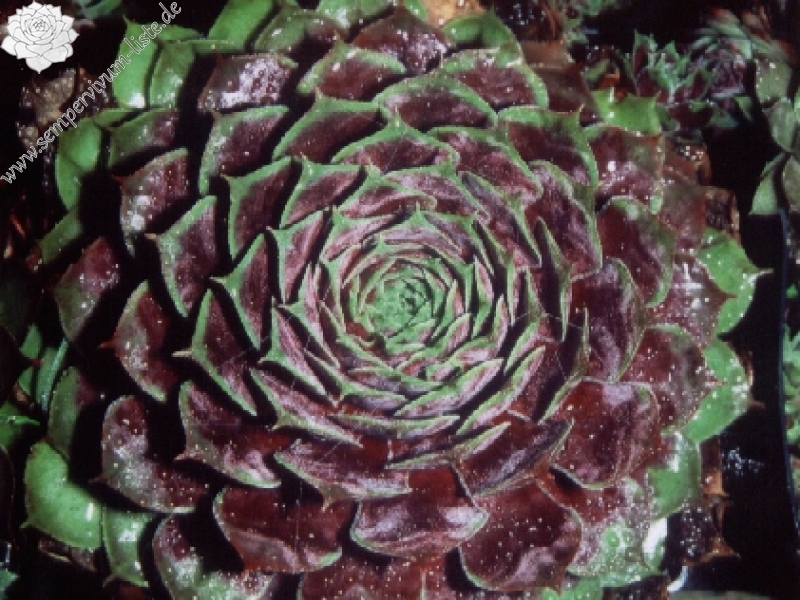 Marmati