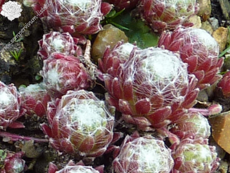 Crown Sterling ( II )