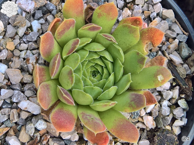 Jemina / Jovi
