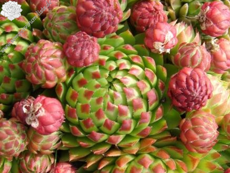 Madame Lorene / Jovi