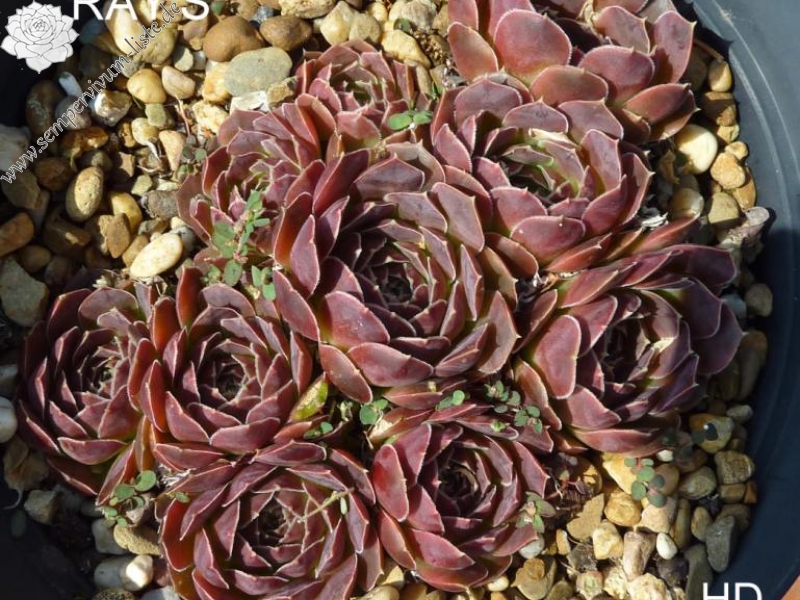 Crown of Ray's / Jovi