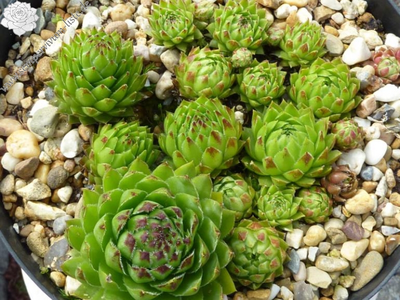 Farrah / Jovi ( II )