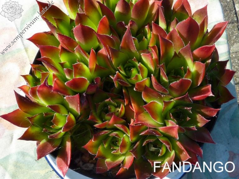 Fandango / Jovi