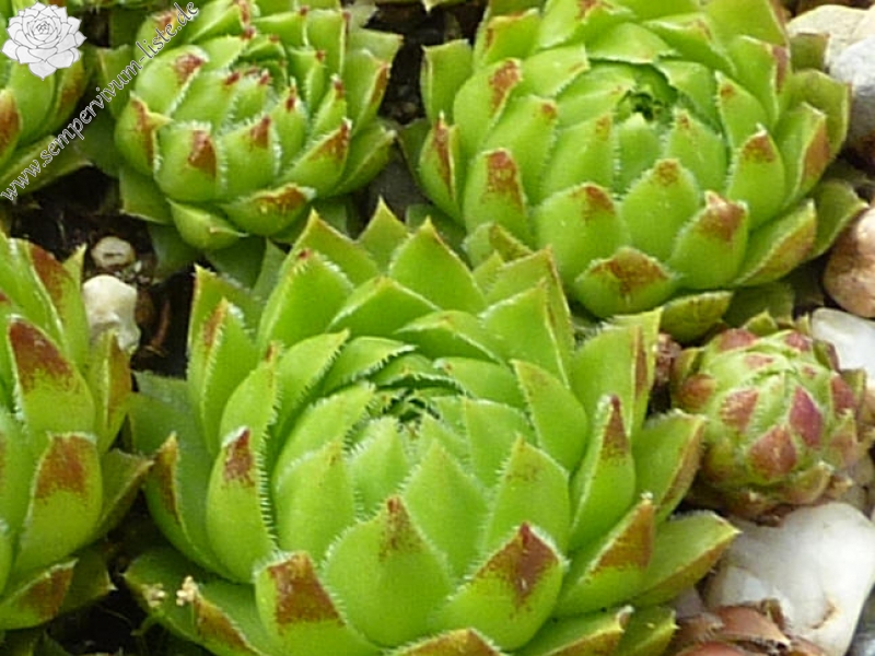 Farrah / Jovi ( II )