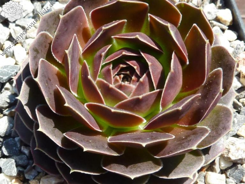 Crown of Ray's / Jovi