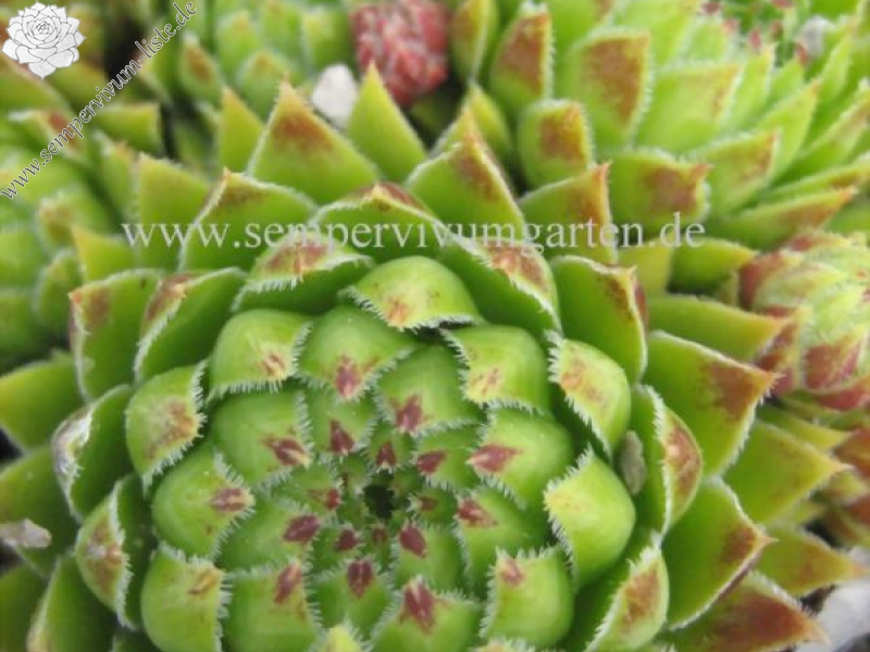 Farrah / Jovi ( II )