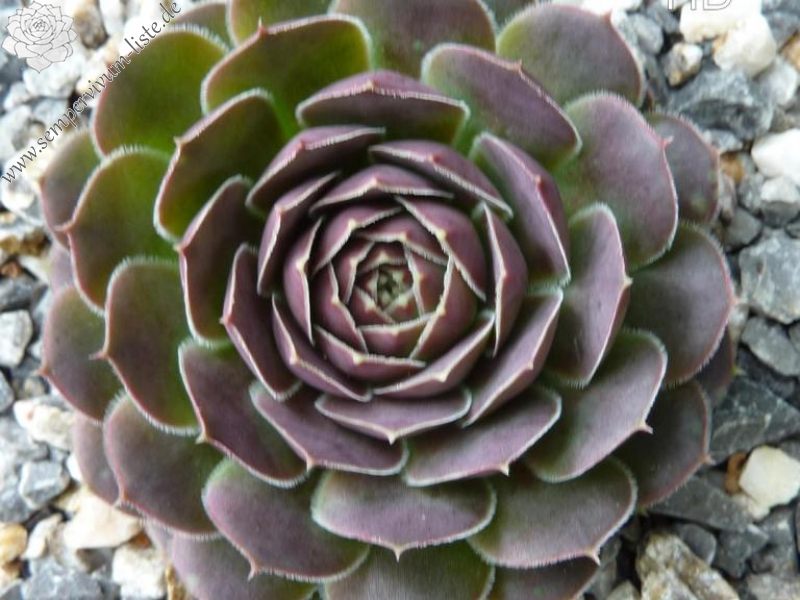 Crown of Ray's / Jovi