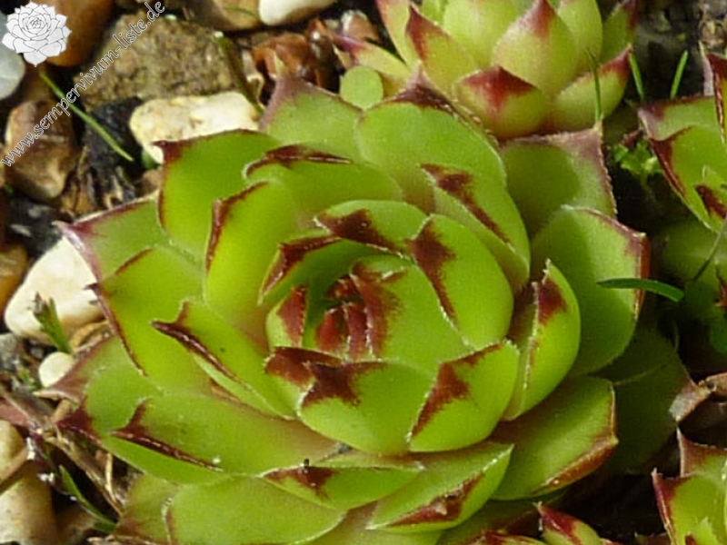 Jorianda