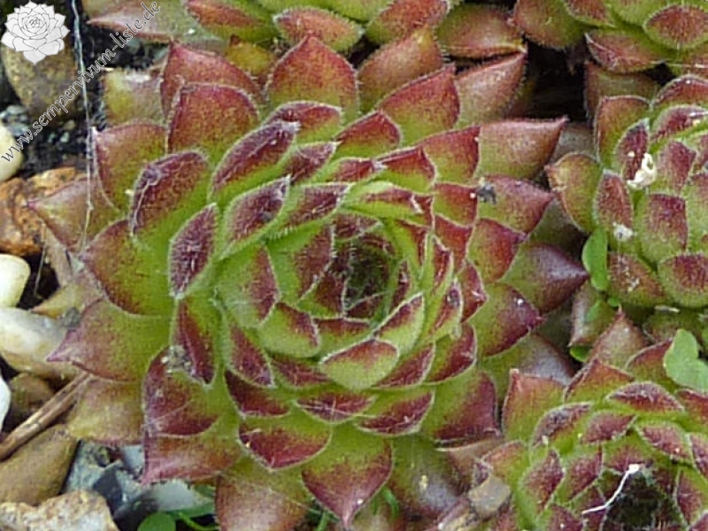 Mabella