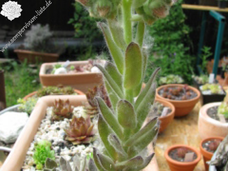 Markusii