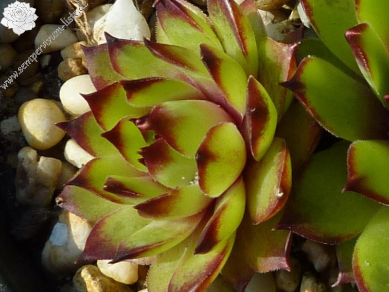 Marcolina