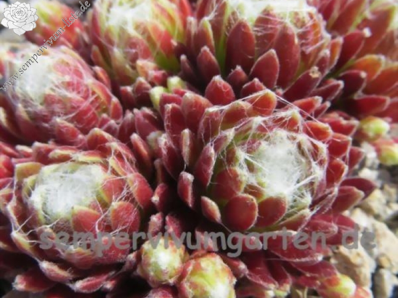 Inca Zilver Rouge