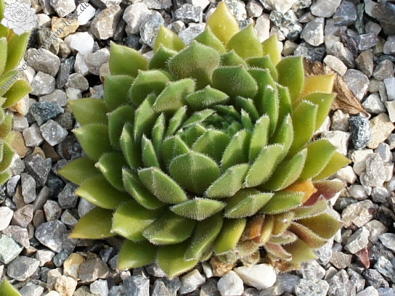Meikeminne