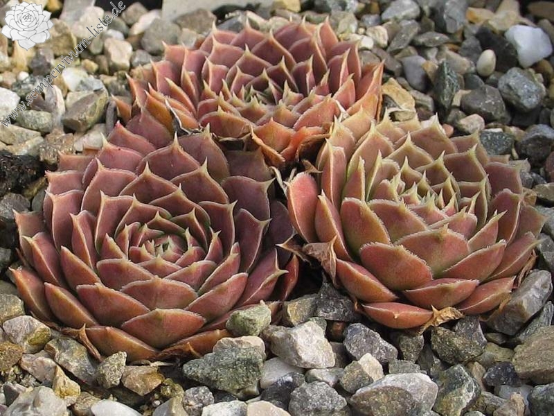 Czardasfürst / Jovi