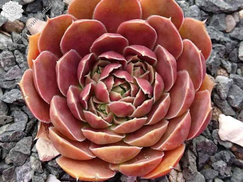 Czardasfürst / Jovi