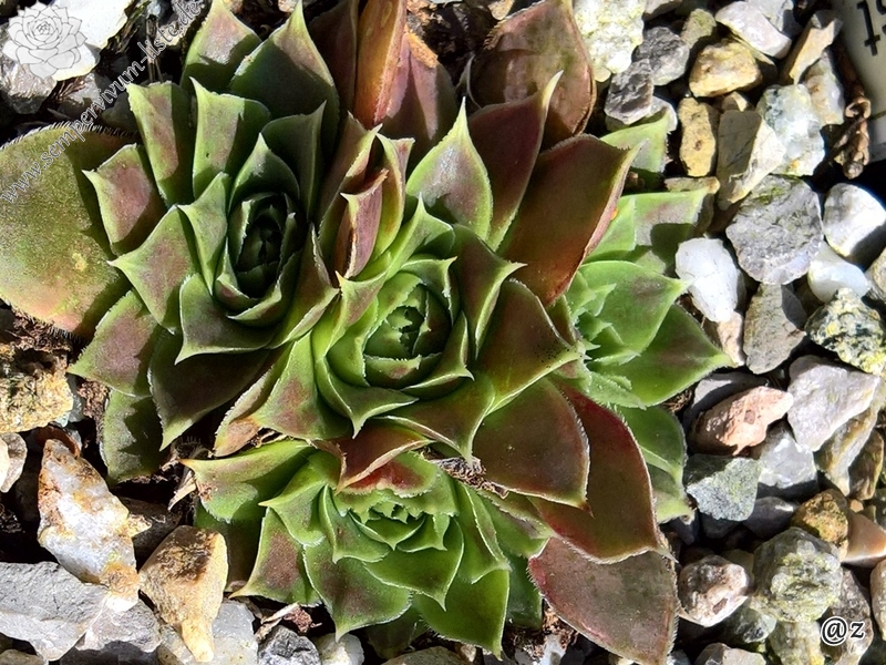 Czardasfürst / Jovi