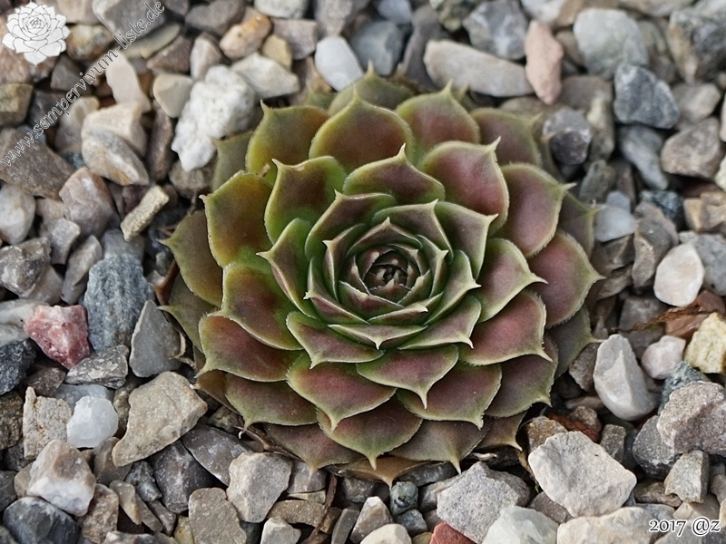 Czardasfürst / Jovi